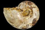 Sliced, Agatized Ammonite Fossil (half) - Jurassic #110734-1